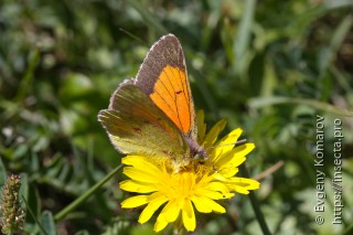 Имаго  Colias eogene