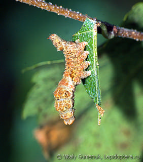 Falcaria lacertinaria