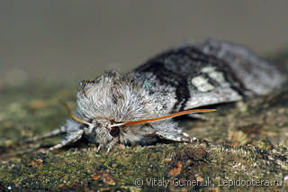 Achlya flavicornis