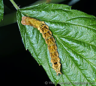 Thyatira batis