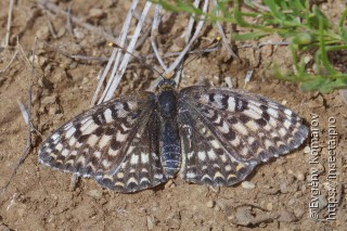 Melitaea latonigena