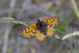 Melitaea latonigena