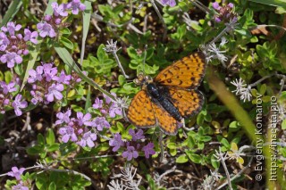 Melitaea latonigena