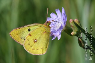 Colias hyale