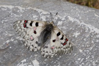 Parnassius actius