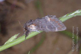 Notodonta dromedarius