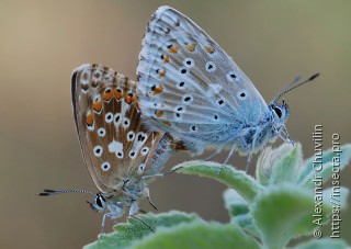 Самец и самка  Polyommatus corydonius