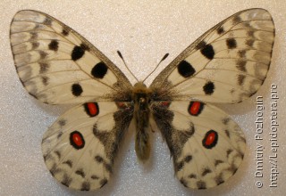 Parnassius nomion