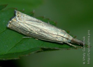Chrysoteuchia culmella