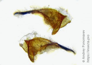 Trichiosoma aenescens