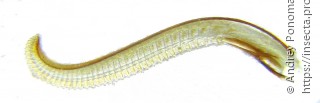 Trichiosoma lucorum