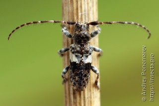 Pogonocherus fasciculatus