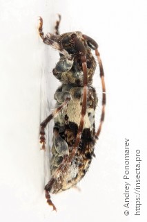 Pogonocherus fasciculatus