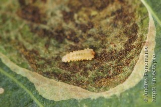 Личинка  Isochnus sequensi