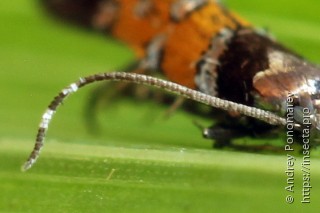 Stagmatophora heydeniella