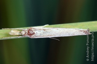 Самка  Agriphila poliellus