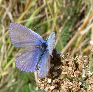 Polyommatus icarus