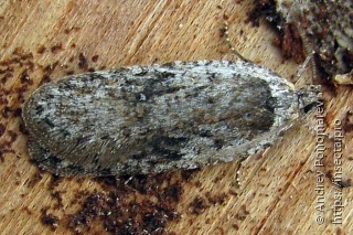 Exaeretia ciniflonella