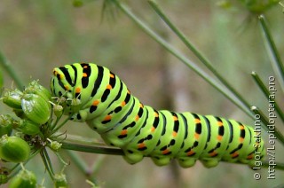 Papilio machaon