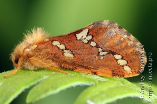 Самец  (Phymatopus hecta)