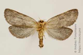 Phymatopus hecta