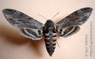 Agrius convolvuli