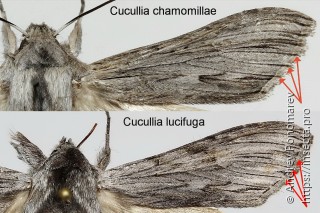 Cucullia chamomillae