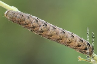 Lacanobia thalassina