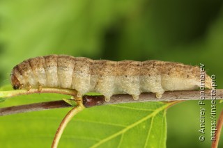 Polia bombycina