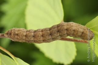 Polia bombycina