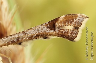 Platyptilia gonodactyla