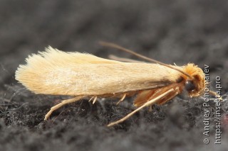 Самец  (Tineola bisselliella)