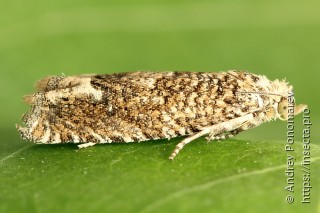Pelochrista caecimaculana