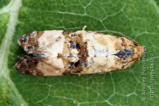 Cochylis atricapitana