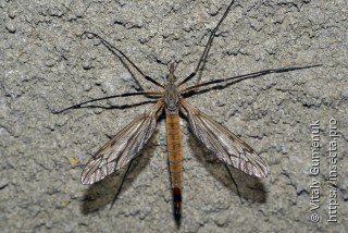 Tipulidae