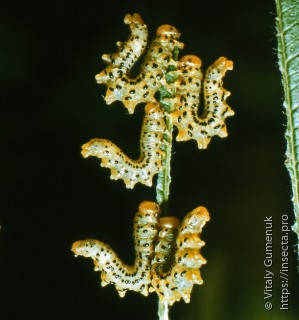 Pristiphora geniculata