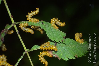 Pristiphora geniculata