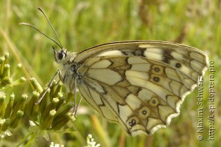 Melanargia galathea