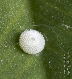 Polyommatus amandus