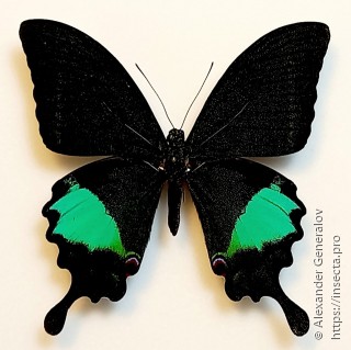 Papilio paris gedeensis