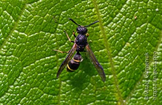 Symmorphus bifasciatus