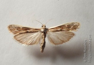 Ancylosis xylinella