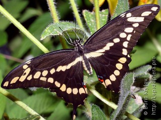 Имаго  Papilio cresphontes