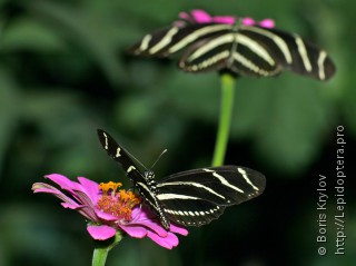 Heliconius charithonia