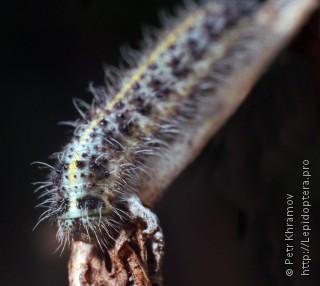 Pieris brassicae