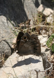 Hipparchia statilinus