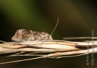 Celypha lacunana