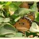 Danaus chrysippus