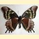 Papilio warscewiczii