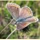 Polyommatus coridon